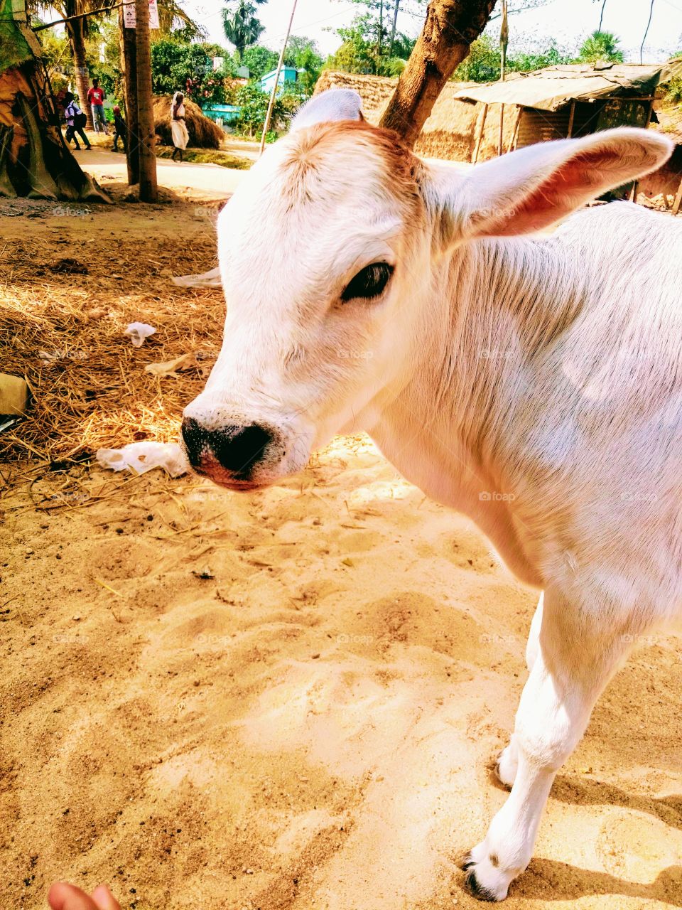 cow looking