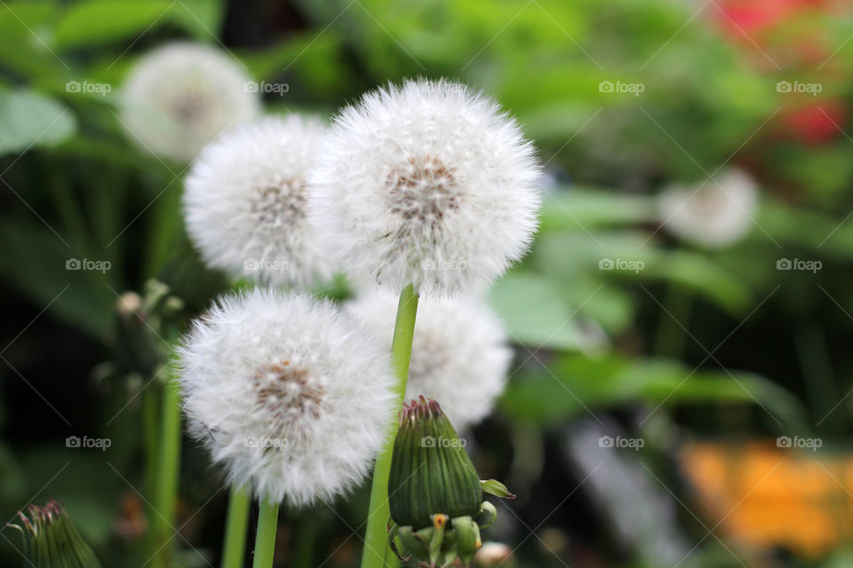 Dandelion, flower, vegetation, plants, meadow, meadow, village, sun, summer, heat, nature, landscape, still life, yellow, white, beautiful, furry,