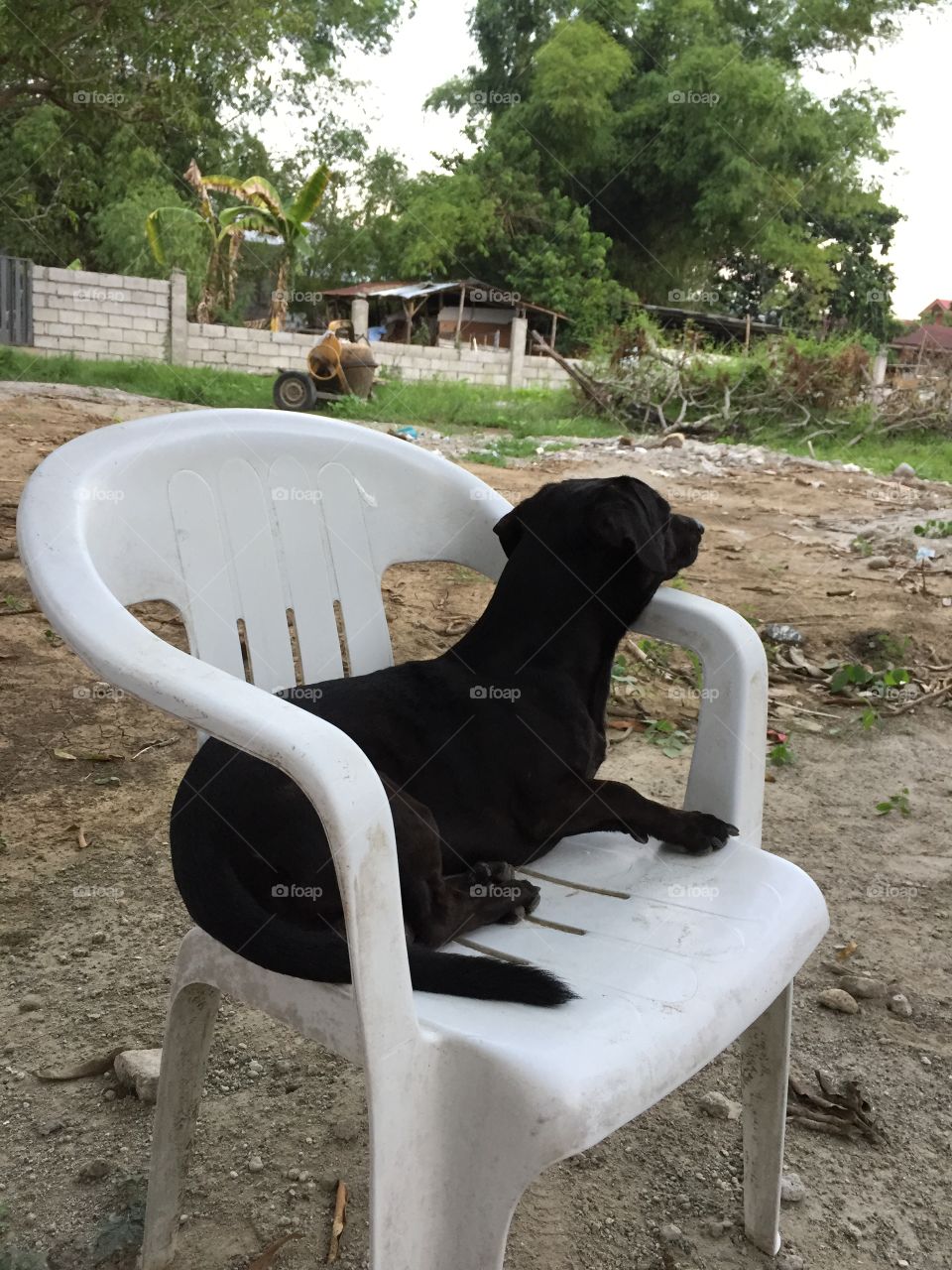 Dog sitting on a chair outdoor