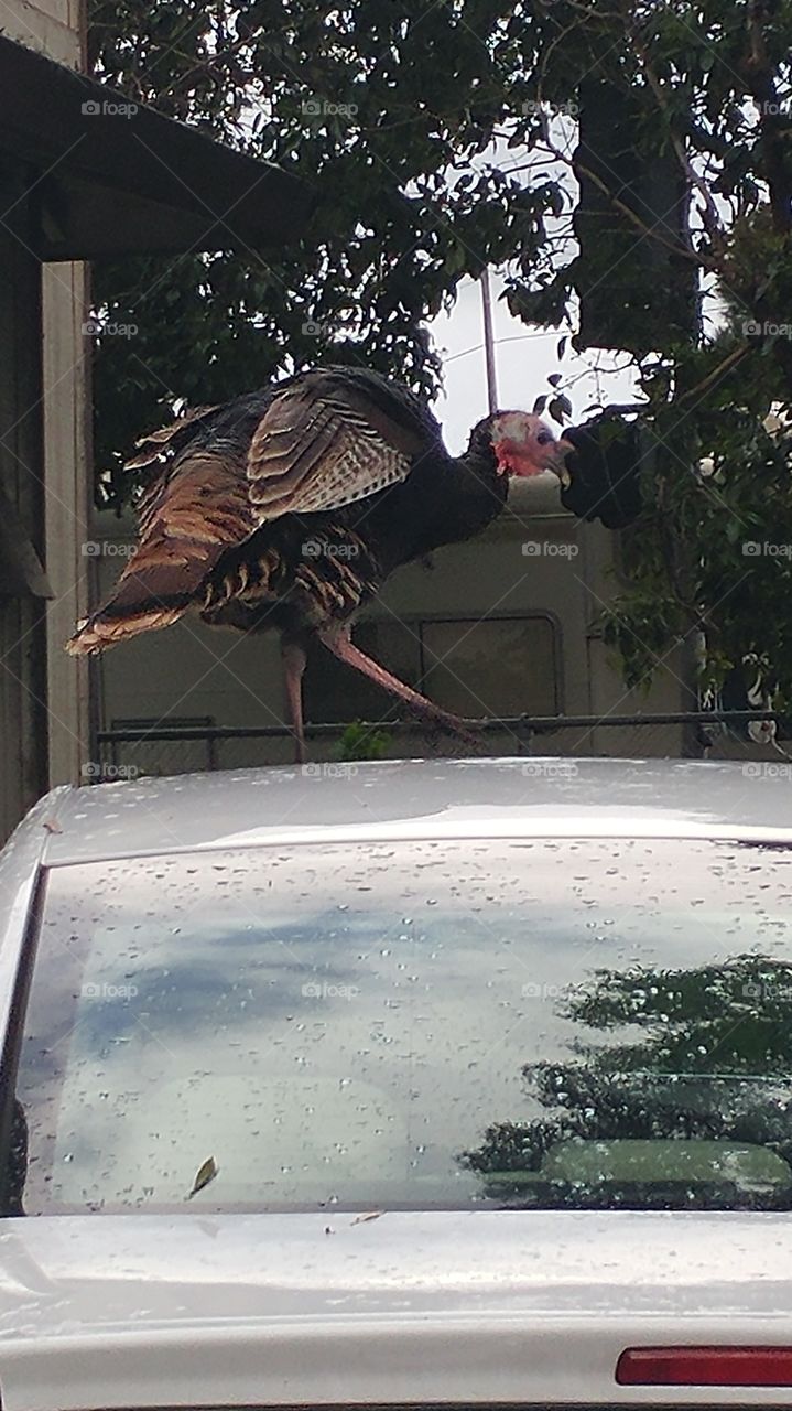 curious wild turkey