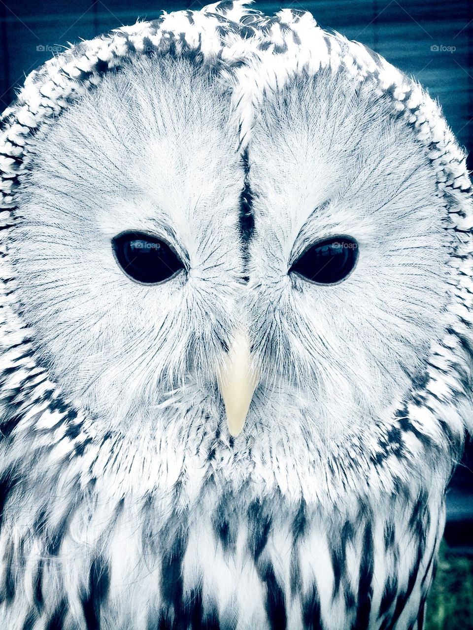 Close-up of a tawny owl