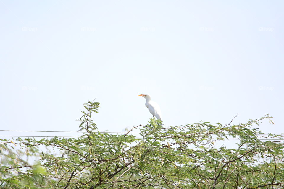 bird on top of the tree
