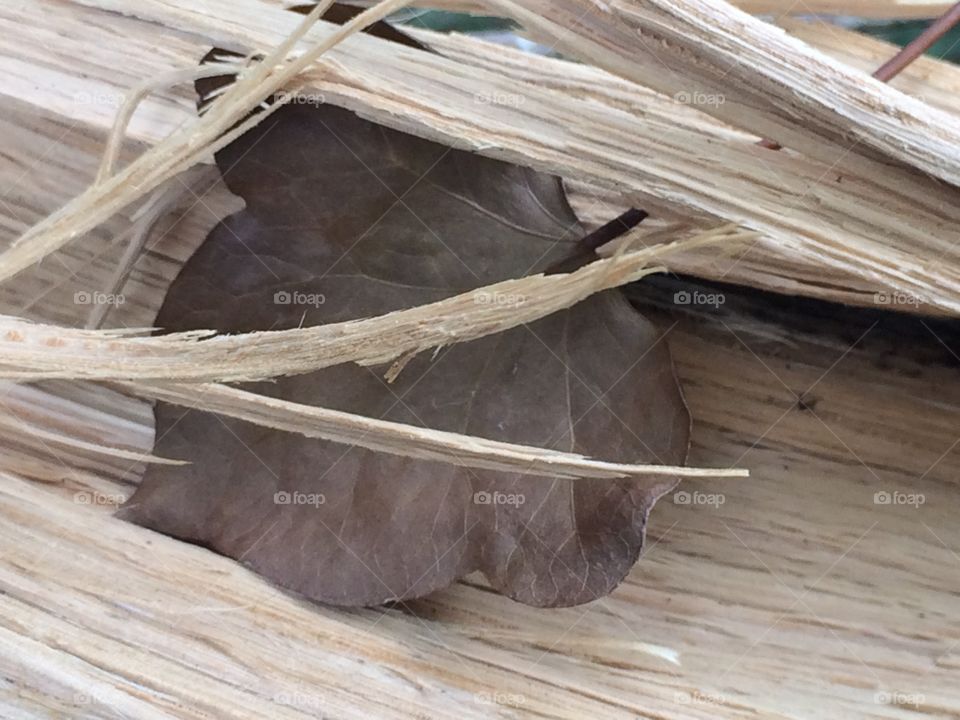 Leaf in wood