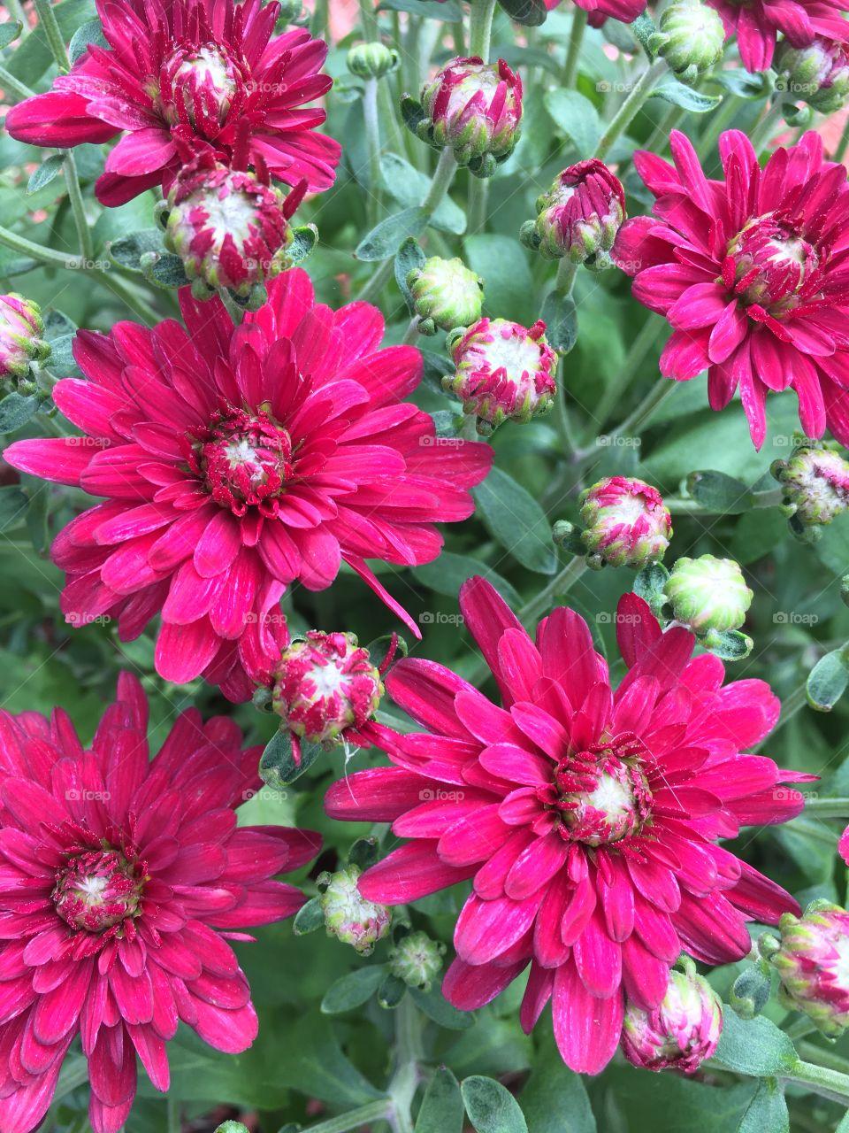 Closeup of pink mums plant in bloom 