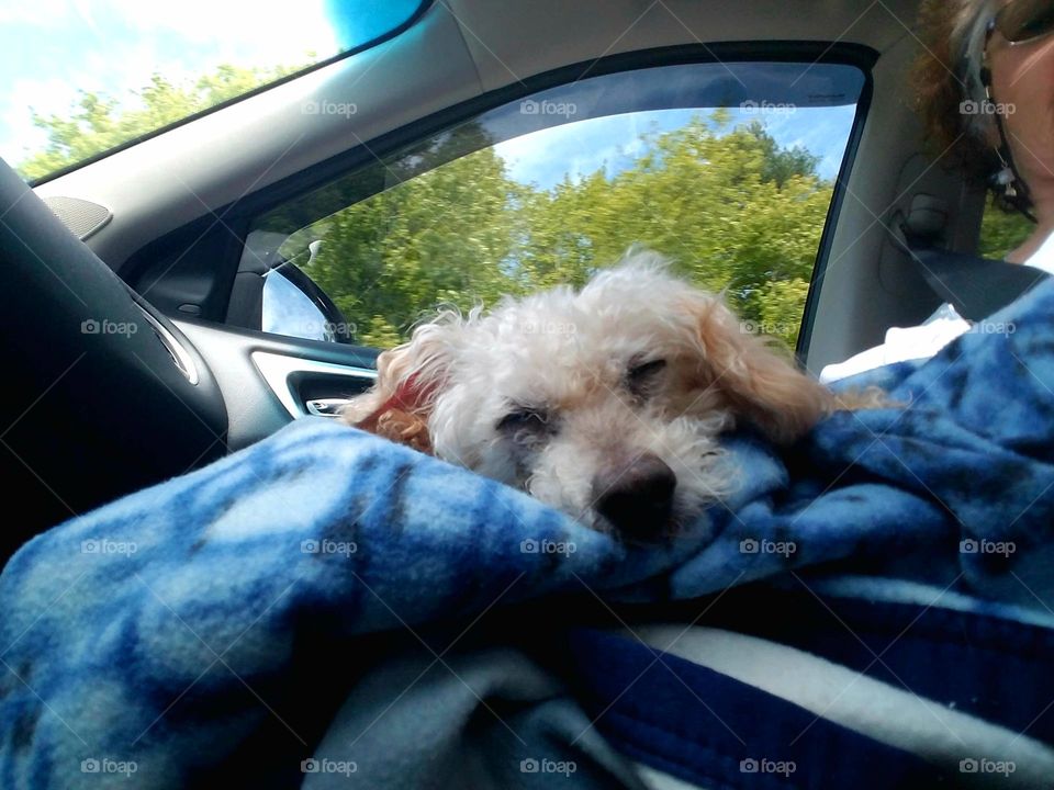 Poodle Dog sleeping during car ride.