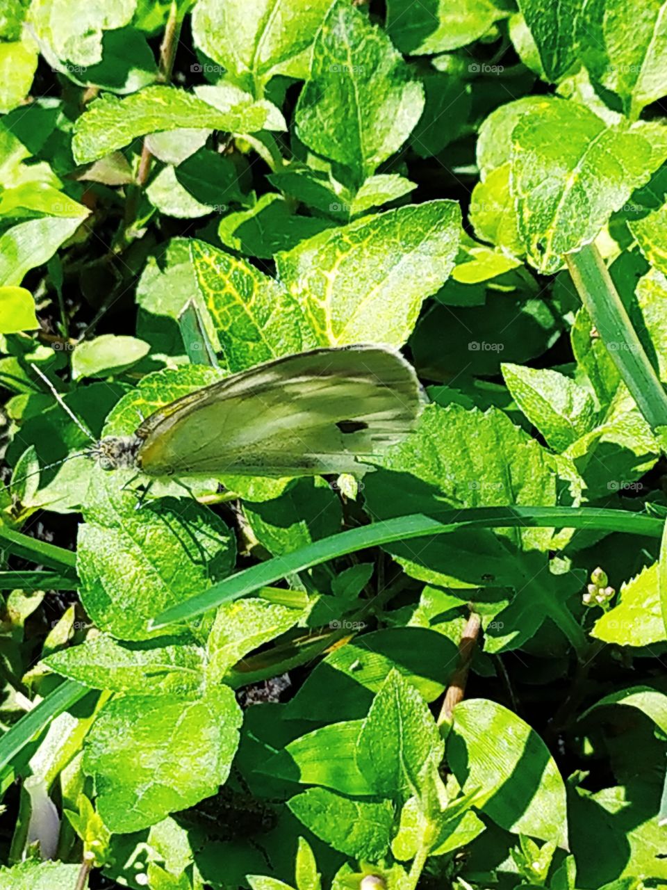 The golden shine of the sun reflecting on the green leaves making the little white butterfly look green