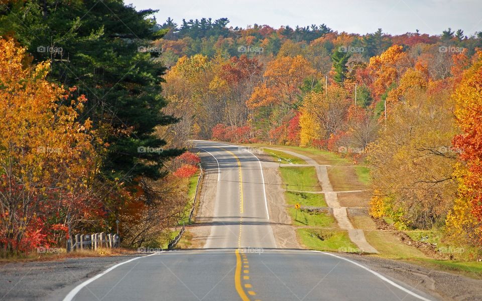 Empty road along with trees during autumn