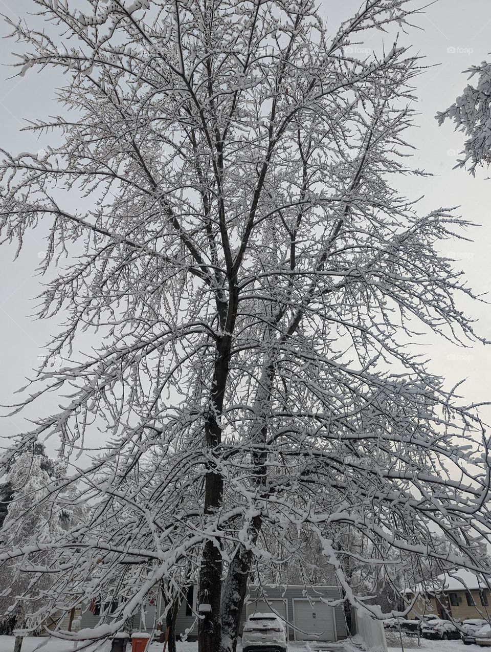 snowy scape