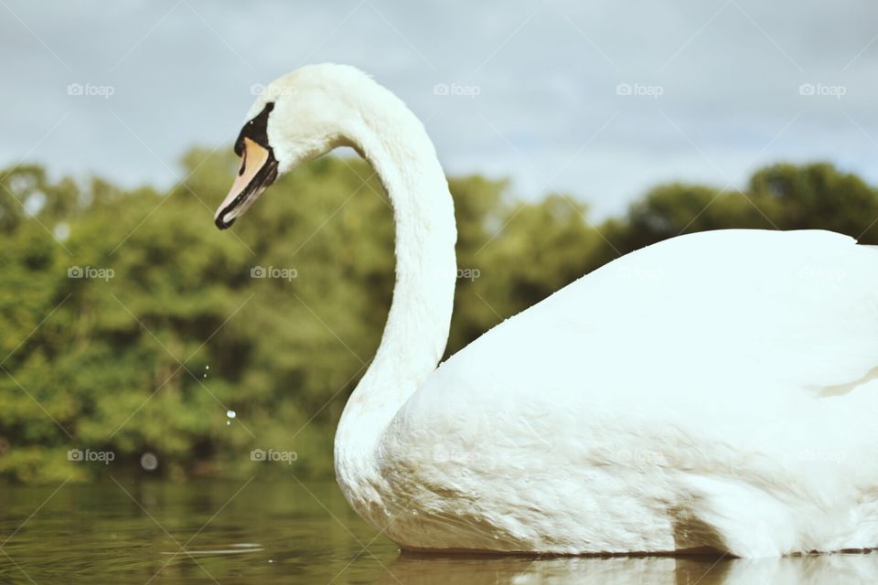 Swan at trentham lake 