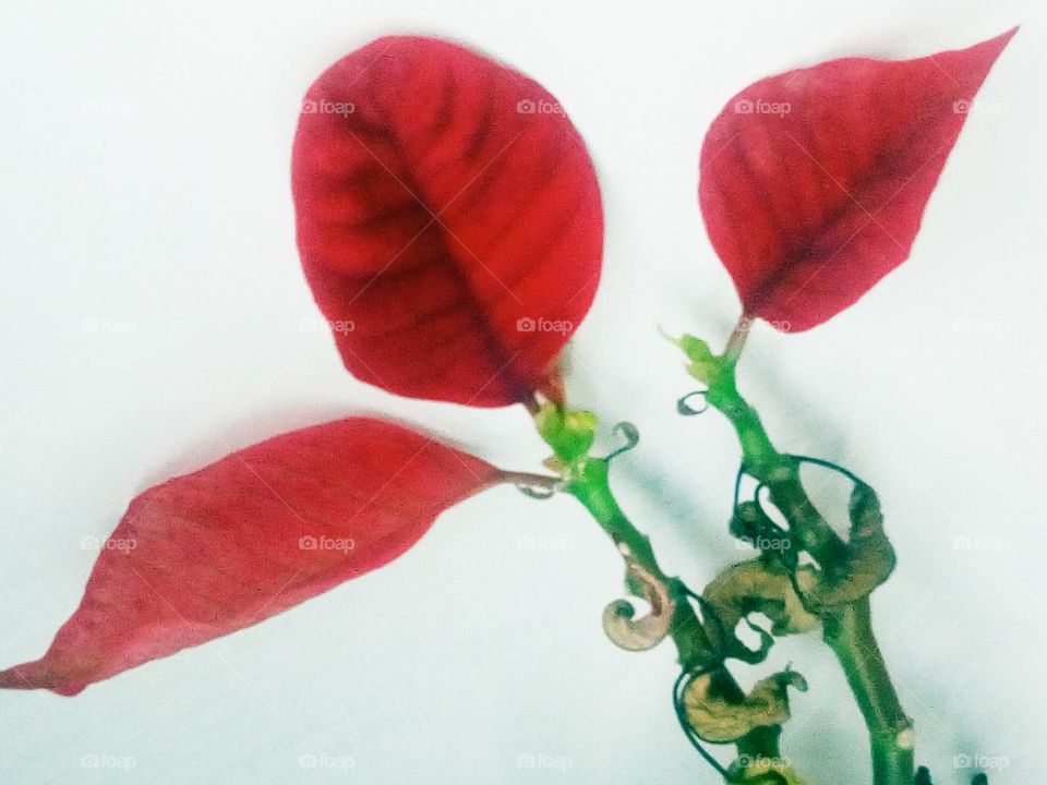 red petali, red nature