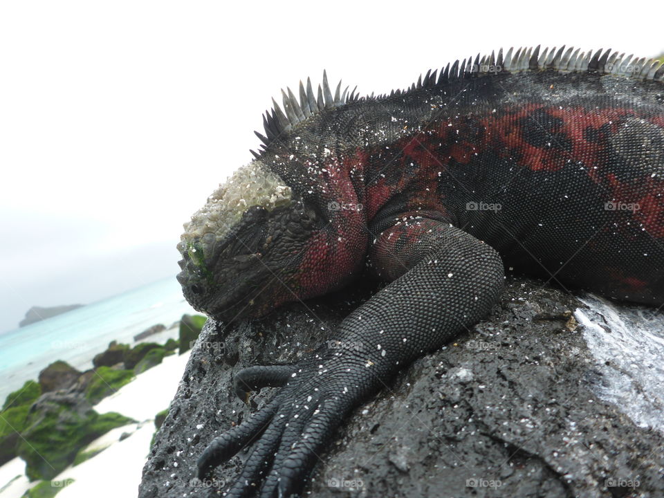 Marine iguana, Galapagos