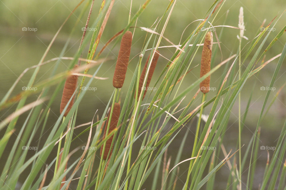 Cattail