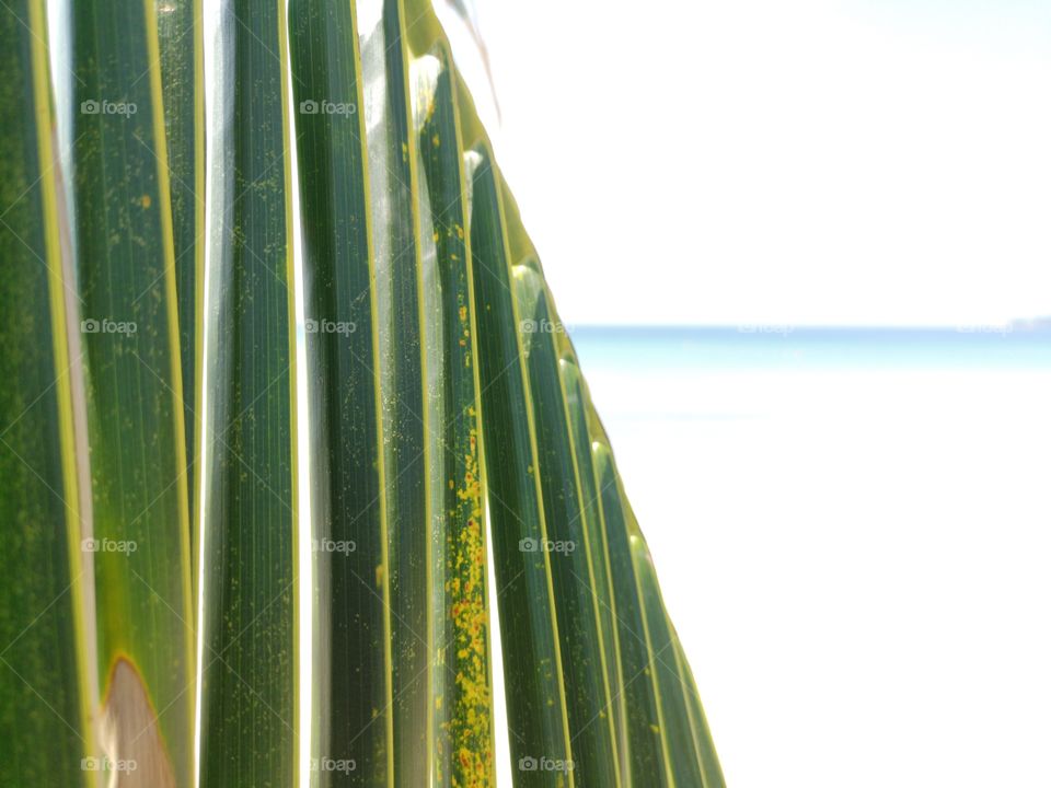 Close-up of palm leaves with sea view.