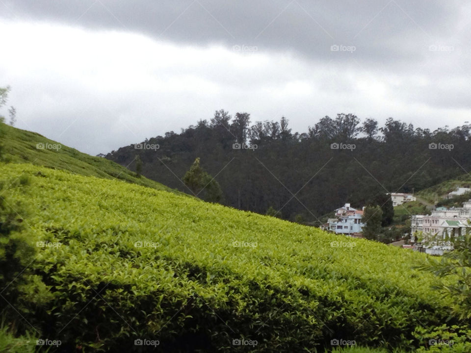 tea gardens tea slopes ooty tea spot ooty tamilnadu india by 2lucky4u