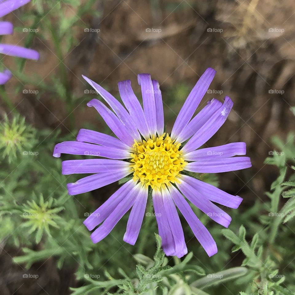 Purple weed flower looks like paper but is real