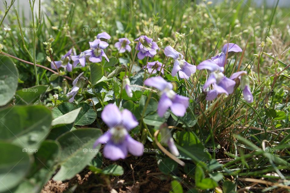 Blue violets in the grass 