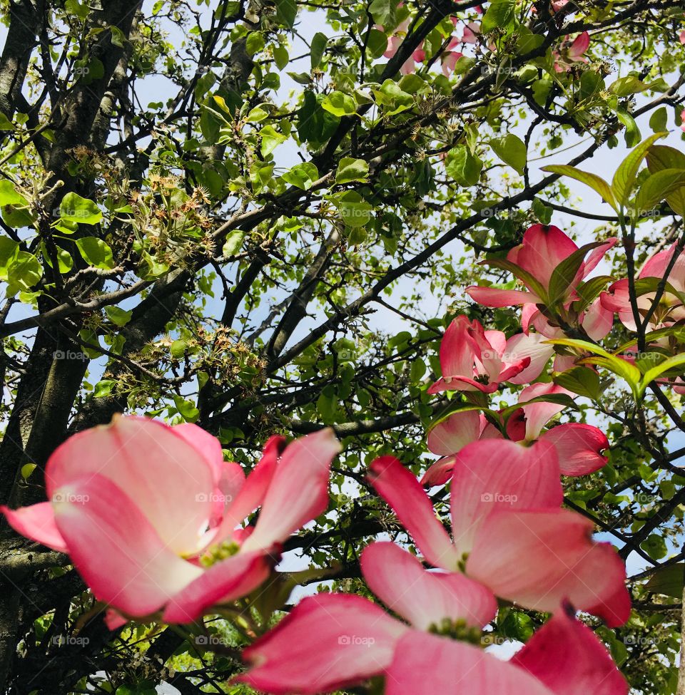 Pink Flowers in the Trees