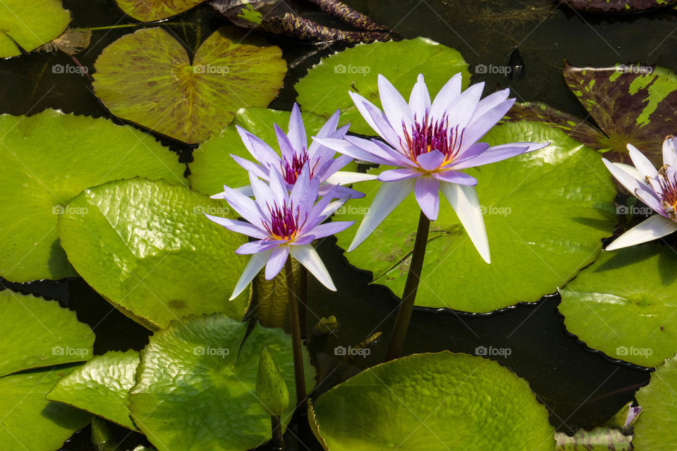 Lotus flowers- purple
