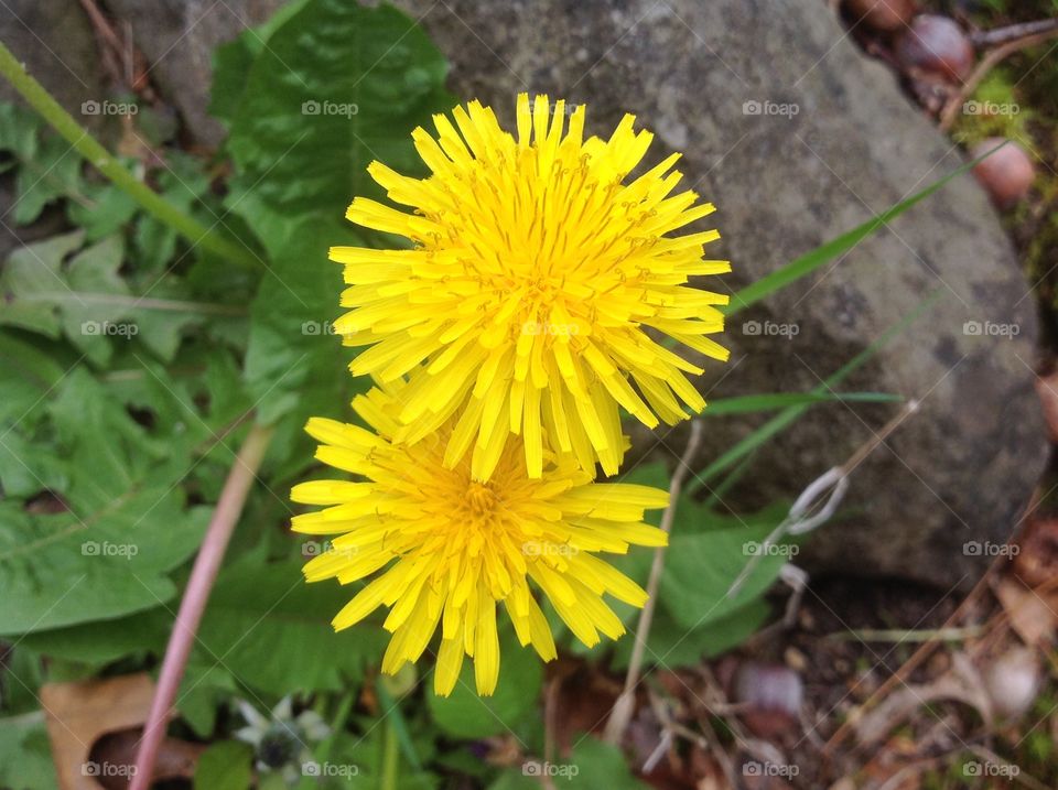 Beautiful dandelions blooming this Spring. 