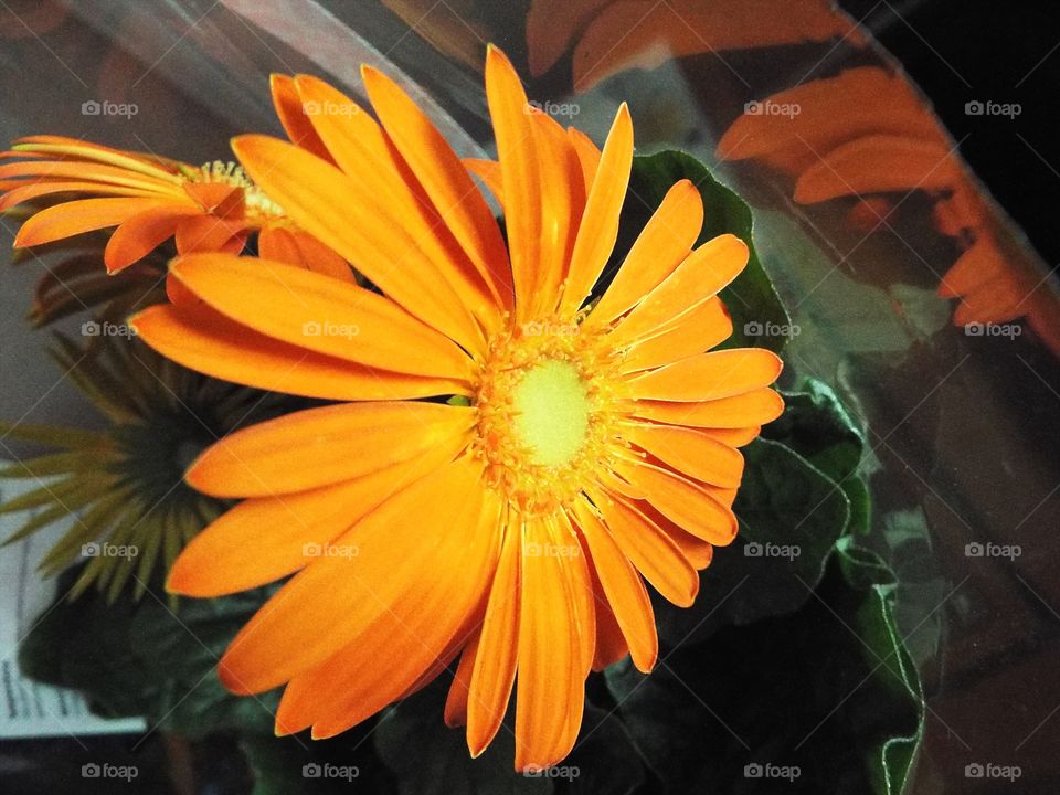 Orange Flower