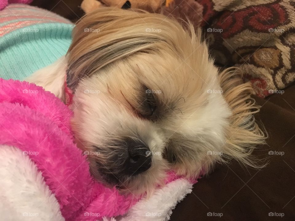 Shih Tzu Sleeping 