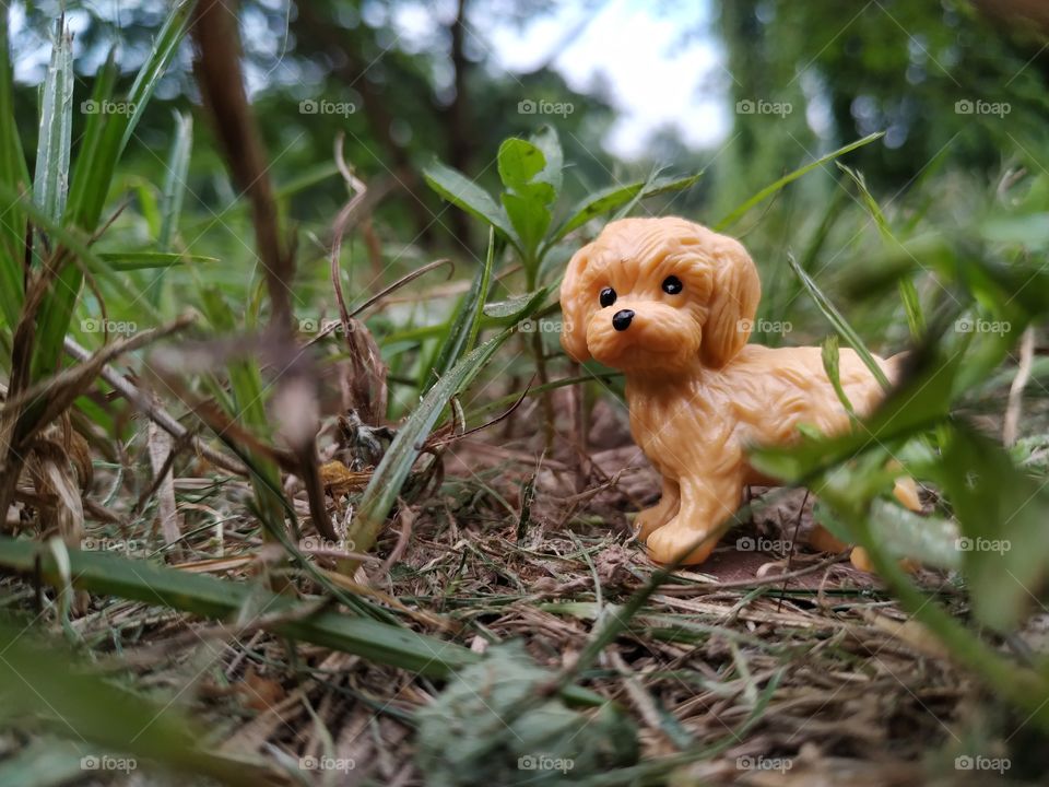 Dog Toy Grass