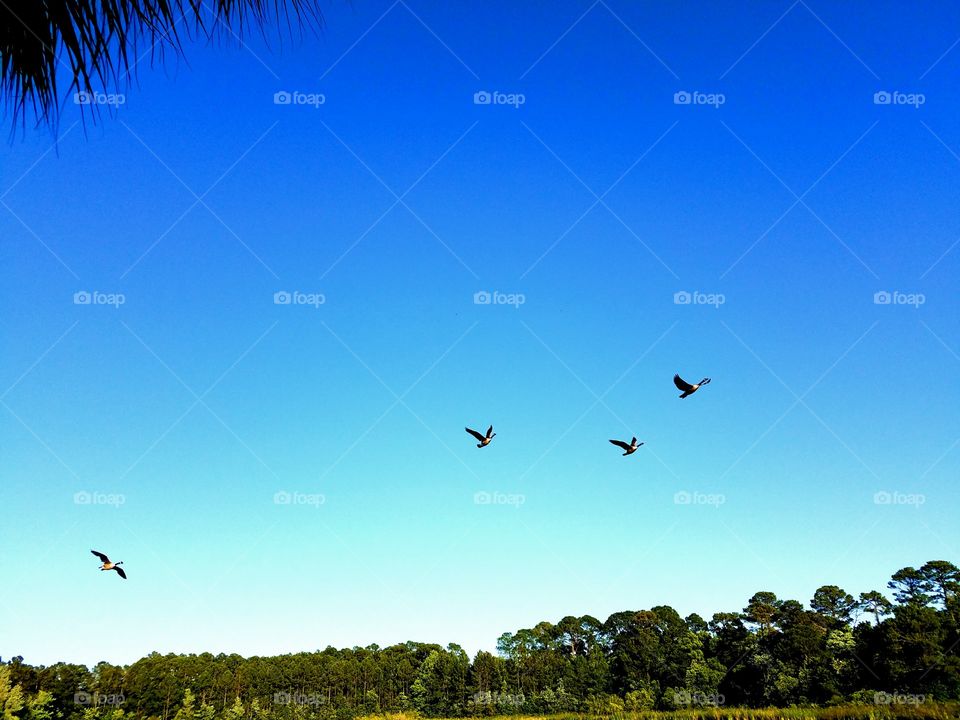 Geese flying over lake