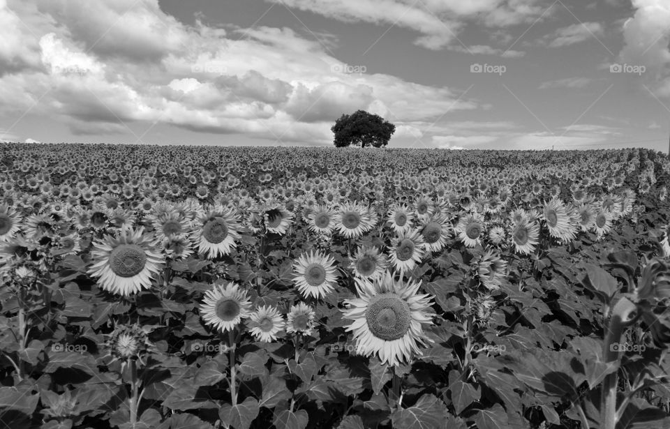 sunflower field