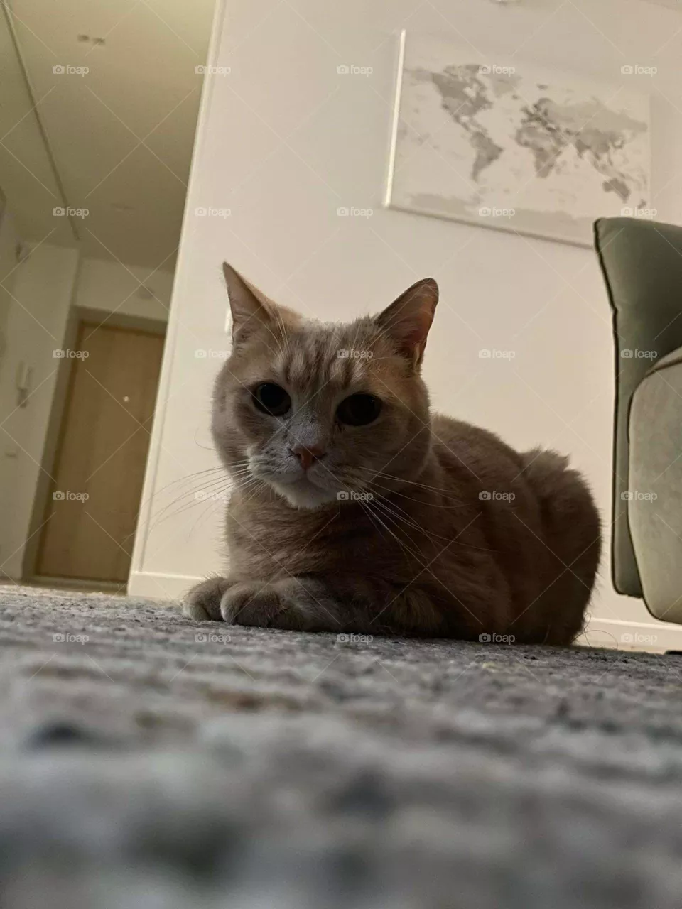 Cat grumpis