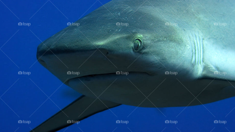 Snorkeling nella gabbia tra gli squali