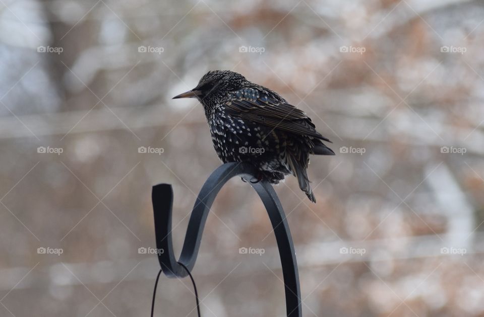 Close-up of european starling