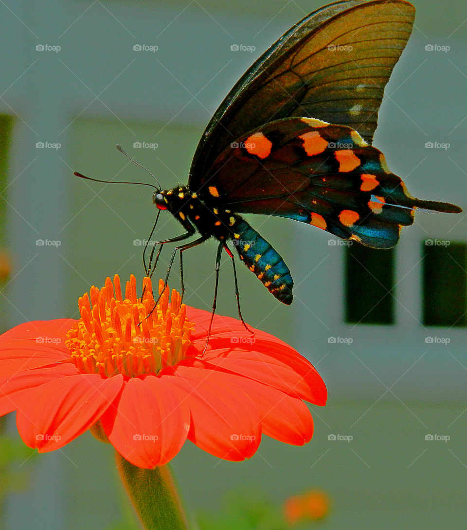 This is a a Macro photograph of a beautiful Swallowtail butterfly landing on a Mexican sunflower to get its daily supply of nectar!