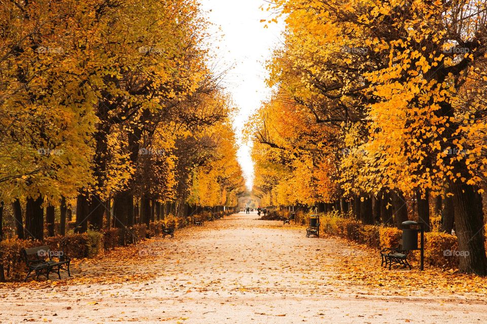 Beautiful maple leaves