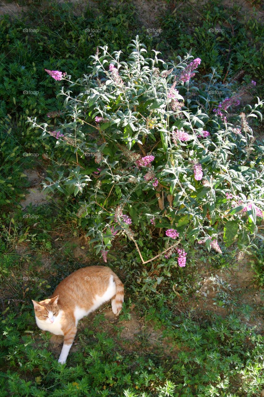 Ginger cat relaxing near a flowered bush at summer