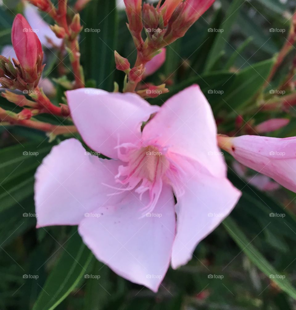 Beautiful flowers 