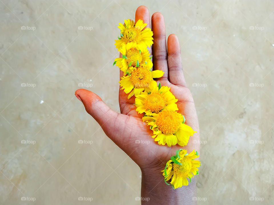 Desert sunflowers in hand of girl on gray background