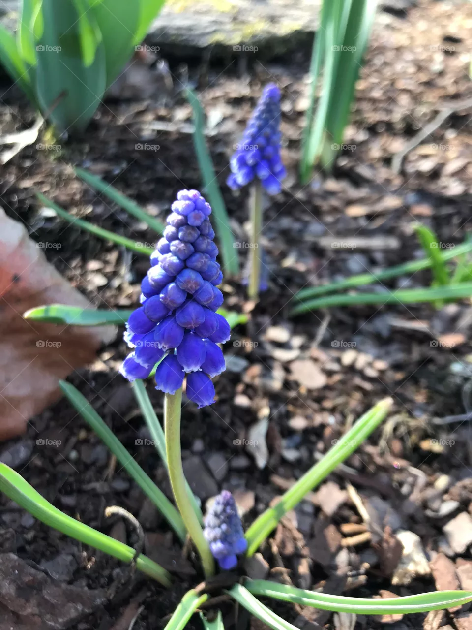 Spring 