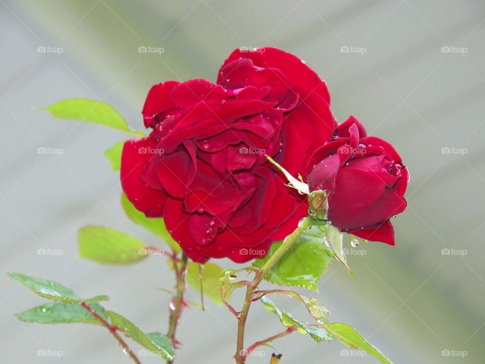 Red rose after the rain