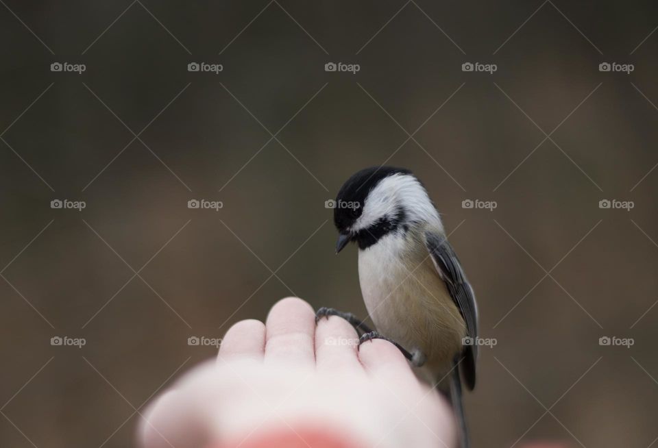 A Warm Perch; Black-Capped Chickadee perched sideways on a Woman’s Hand. Up close and personal.