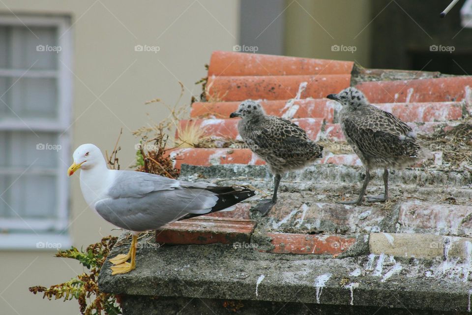 seagull with it's babies
