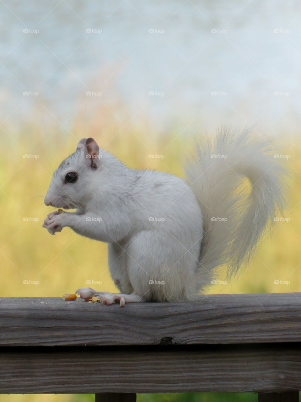 White Squirrel