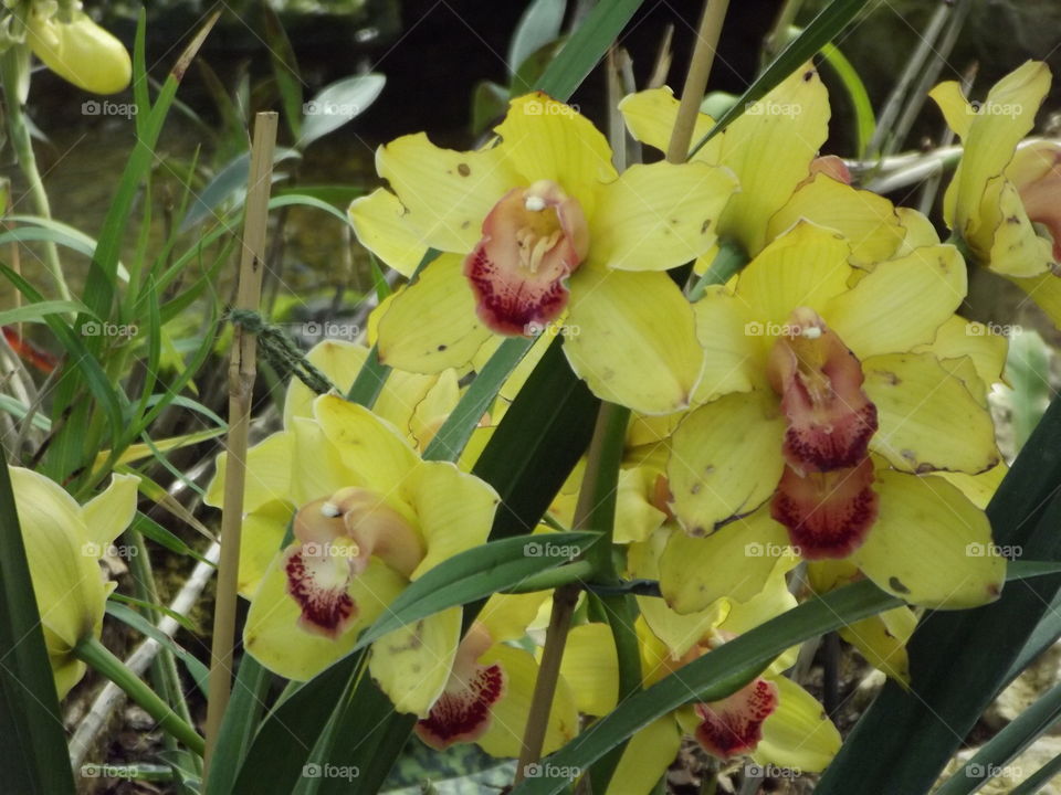 Yellow Orchids