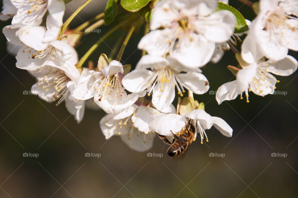 While I was taking pictures of blossoming trees I stumbled upon this busy worker