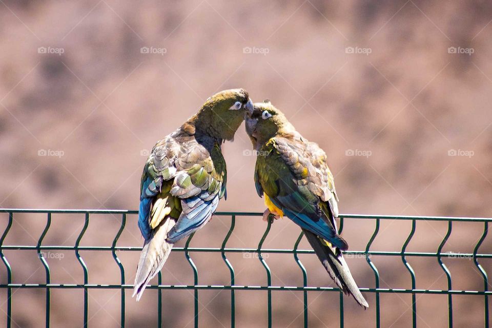 parrots kissing