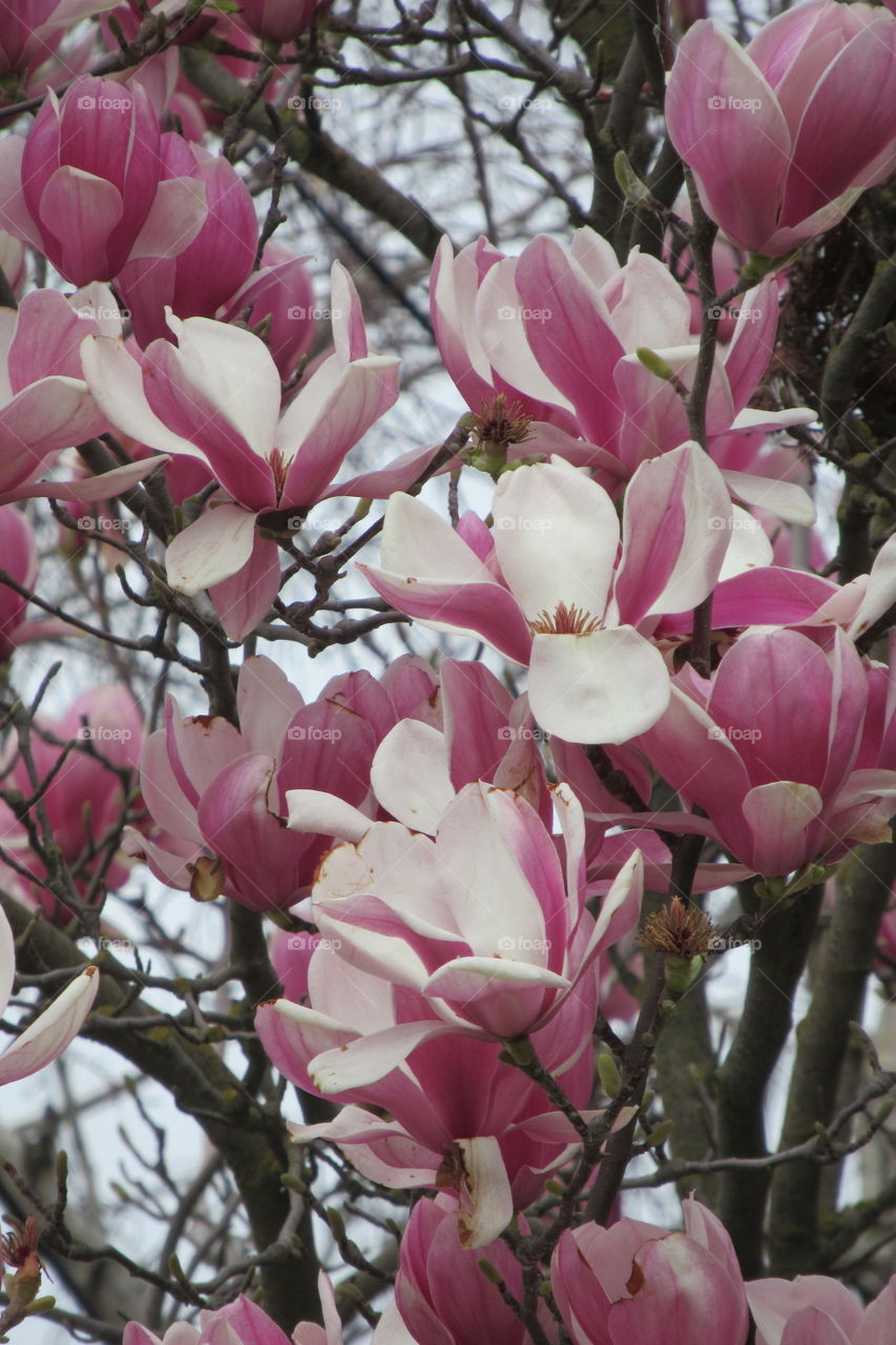 Chinese Magnolia