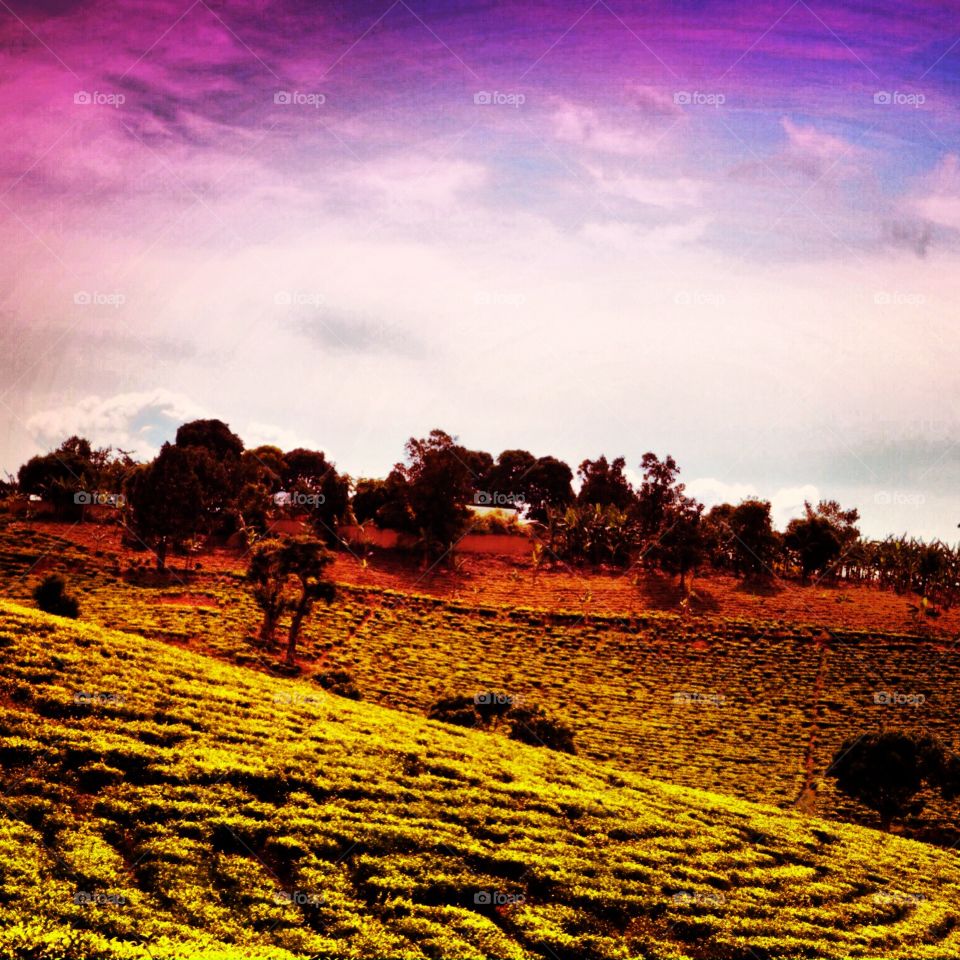 African tea fields 