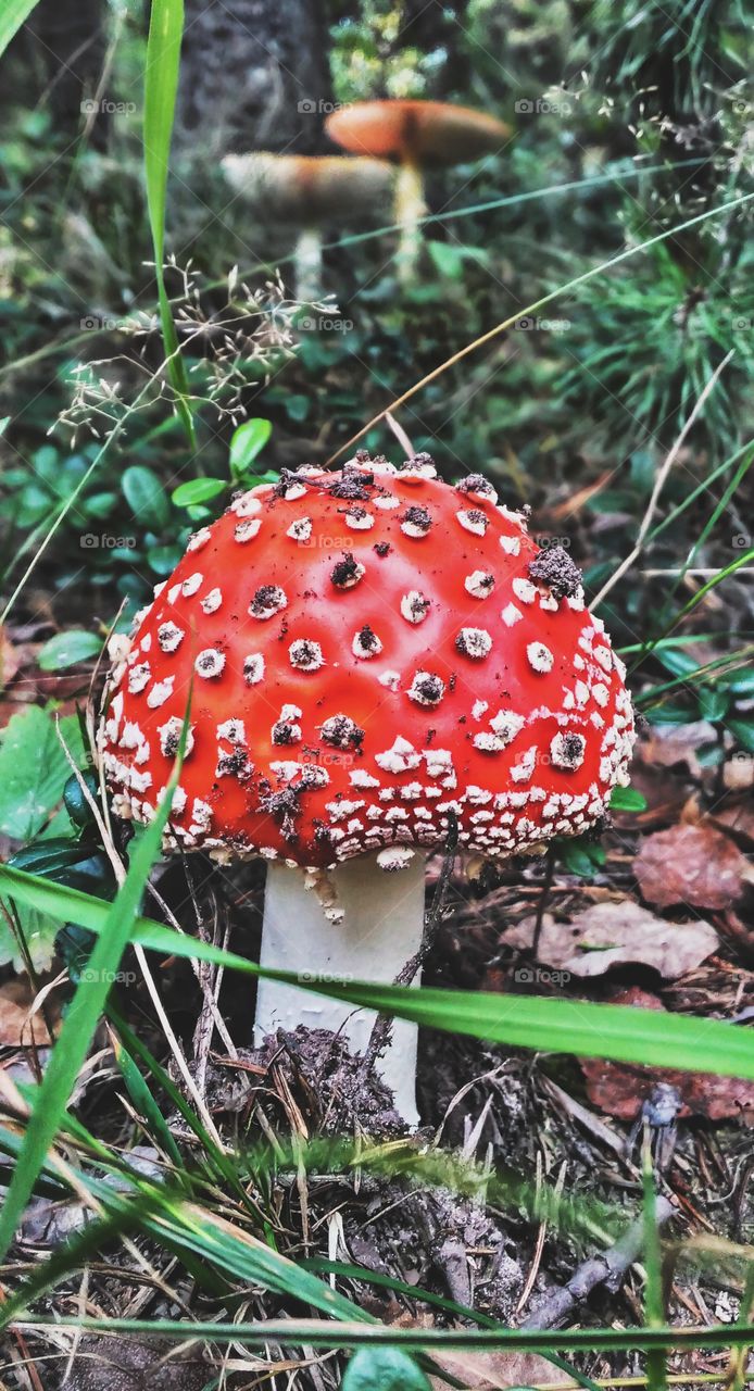 amanita