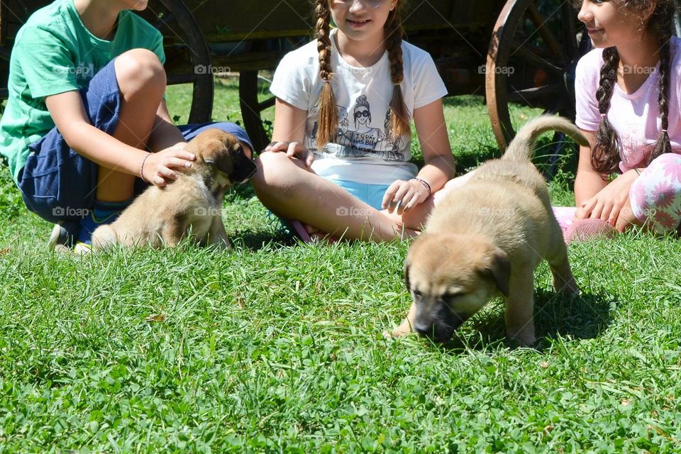 Children Walking and Enjoy Time in Park with Dogs