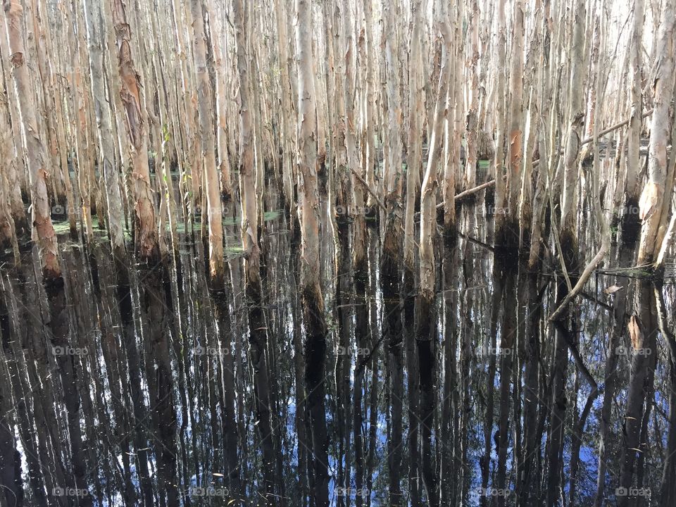 Marsh like swamp