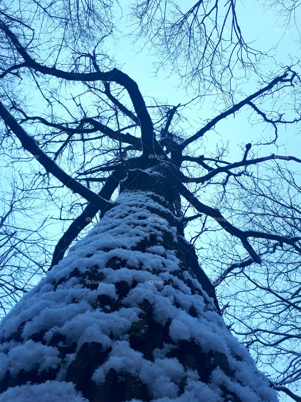 An interesting view of the tree's bloom without leaves and late-puff on the pillar